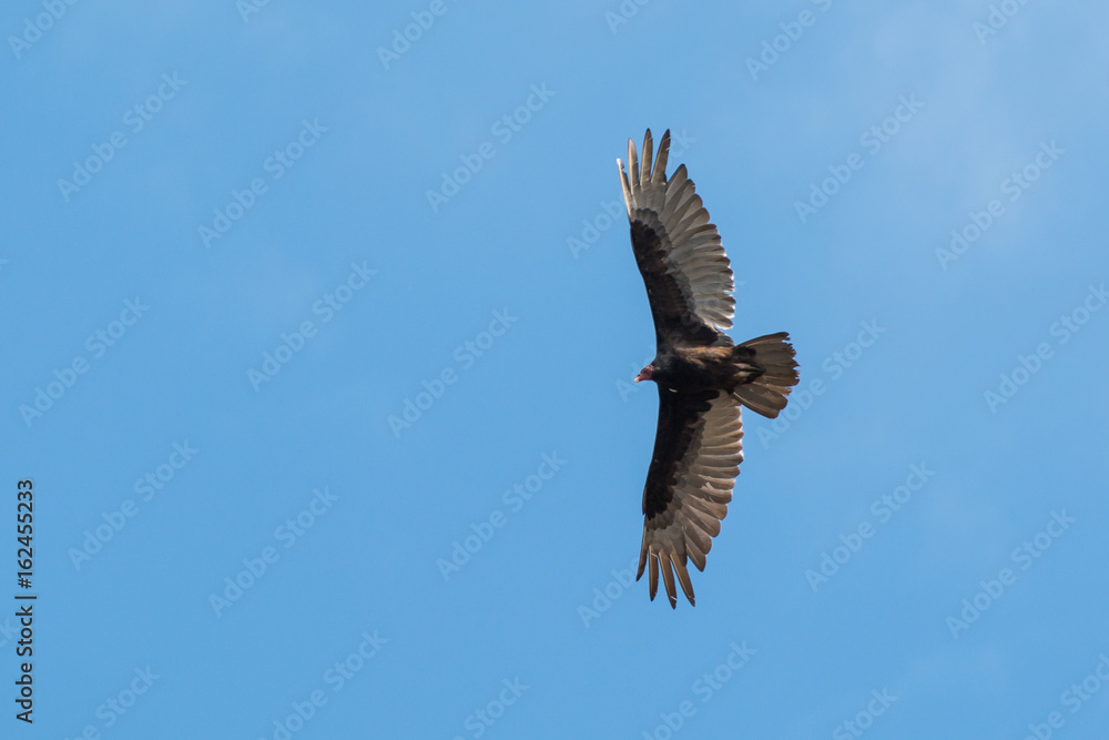 Obraz premium Turkey Vulture