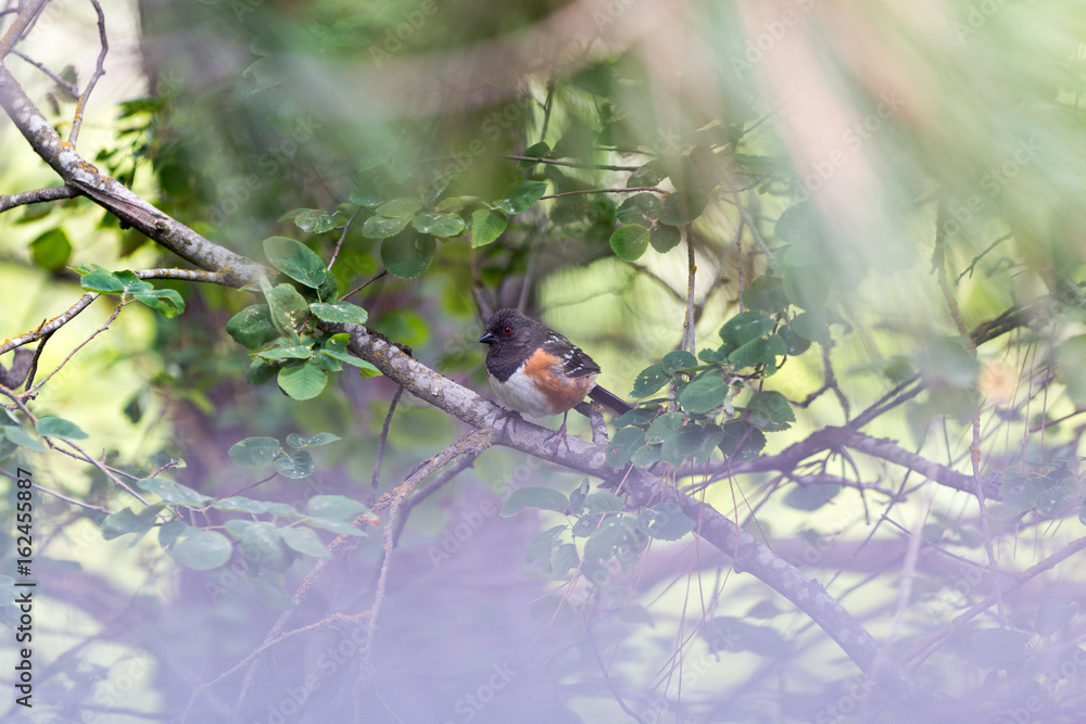 Obraz premium Spotted Towhee
