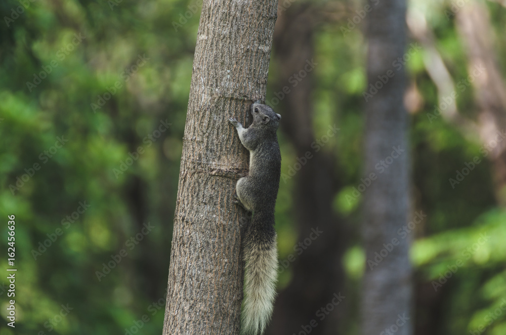 a squirrel perched on the tree.