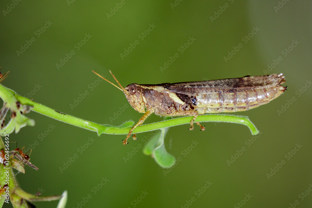 Image of rufous-legged grasshopper on nature background. Insect Animal. Image of rufous-legged grasshopper on nature background. Insect Animal.