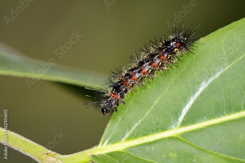 Image of a caterpillar bug on green leaves. Insect Animal