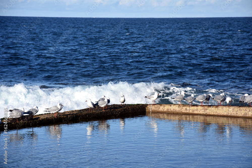 Fototapeta premium Outdoor rock swimming pool with seagulls at Dee Why beach (Sydney, NSW, Australia)
