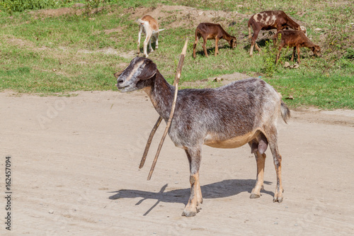 Herd of goats in El Cobre village  Cuba