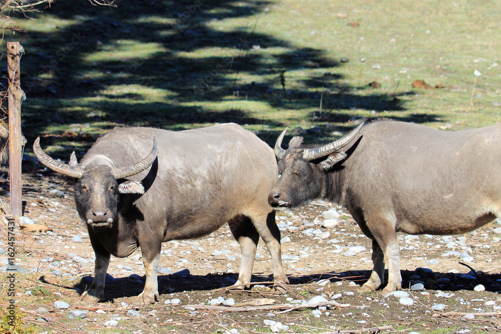 Fototapeta premium Water Buffalo