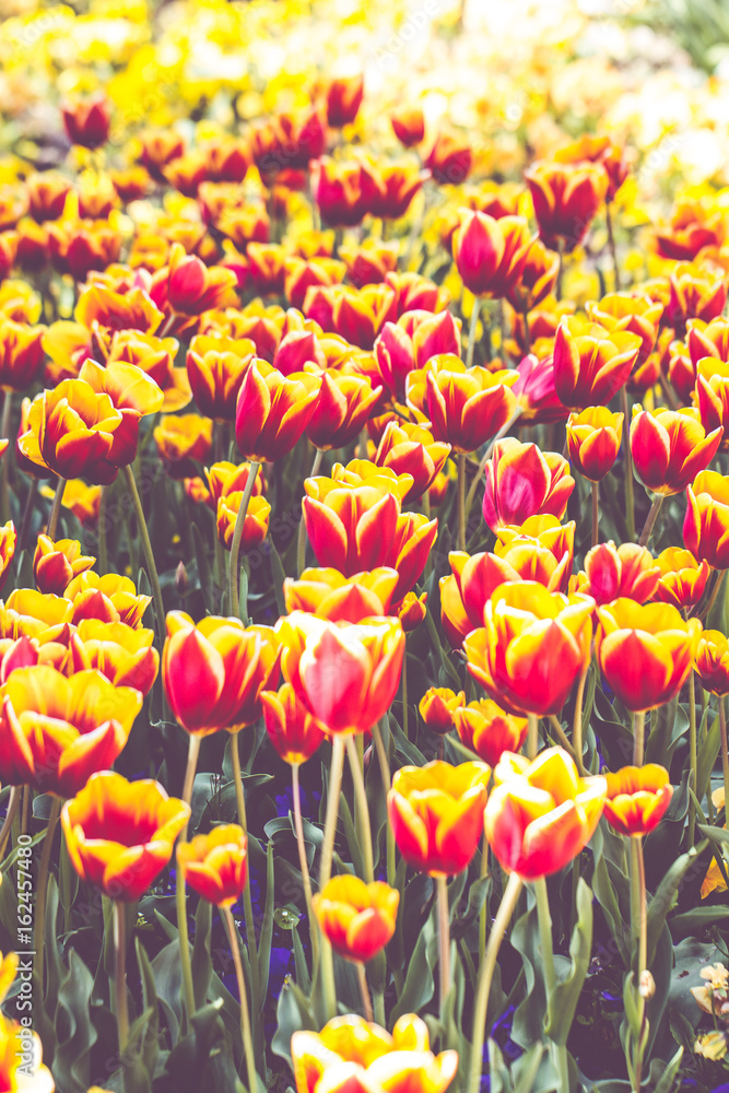 Obraz premium Rot-gelbe Tulpen