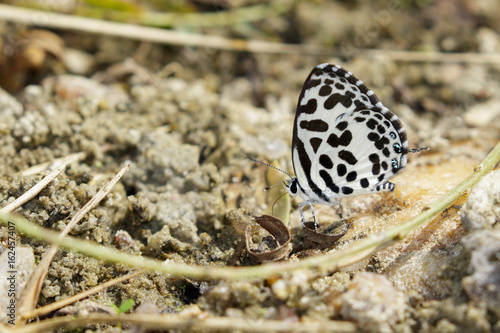 Image of common pierrot butterfly on the ground. Insect Animal (Castalius rosimon rosimon Fabricius, 1775)