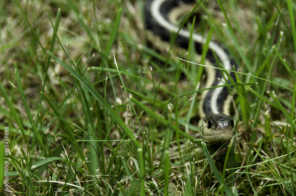 Obraz premium Snake in the Grass