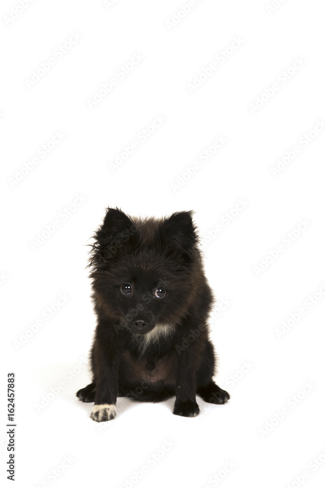 Little puppy on white background