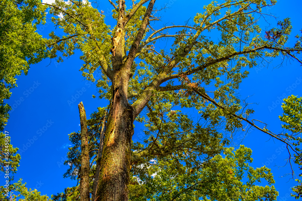 Fototapeta premium Treescape