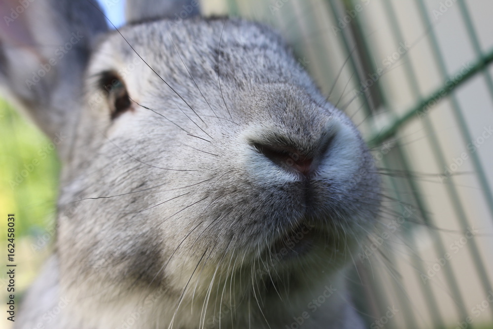 Obraz premium Pet Rabbit