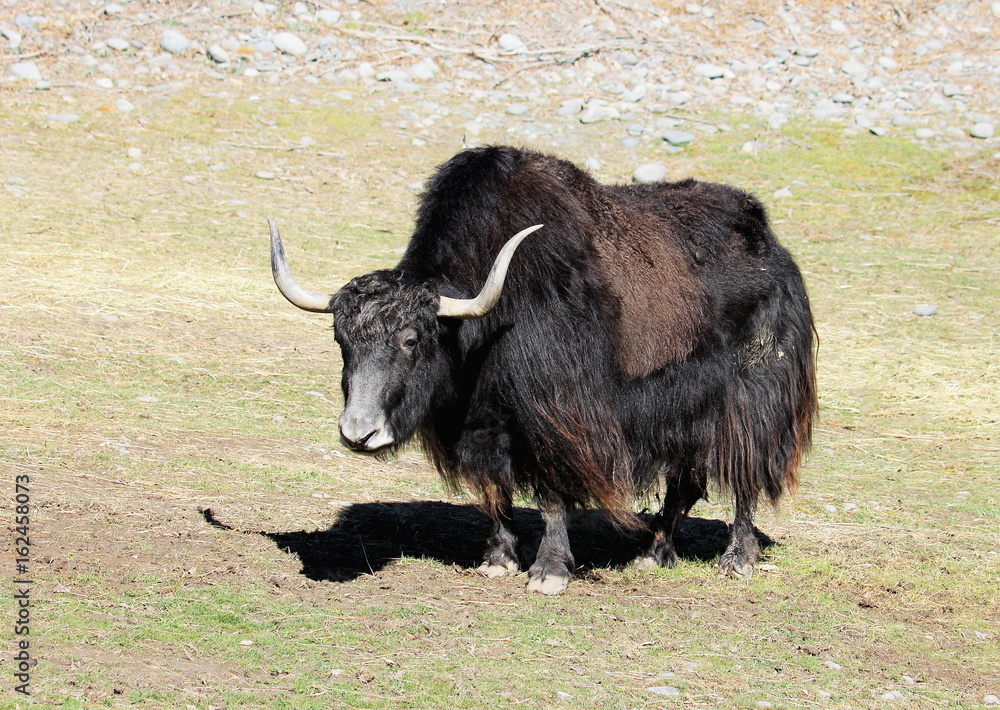 Close Up of a Yak (Bos grunniens) Close Up of a Yak (Bos grunniens)
