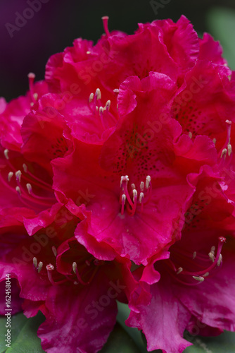Rhododendron blossom violet crimson