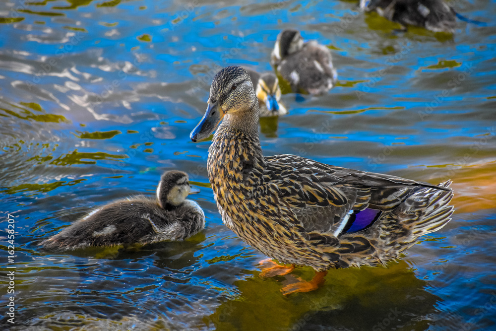 Mother & Babies Mother & Babies