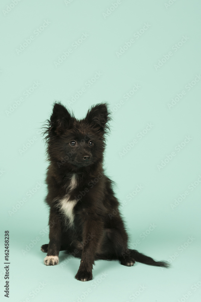 Little puppy on green Little puppy on green