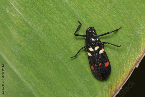 Image of black beetle on green leaves. Insect Animal photo