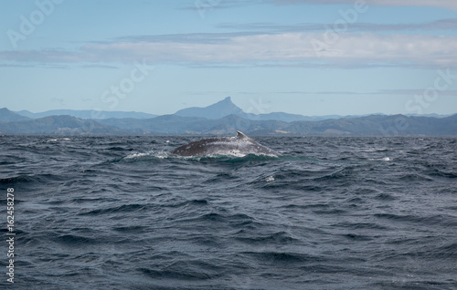 Humpback whale swimming at the surface with the mountains in the background in Australia