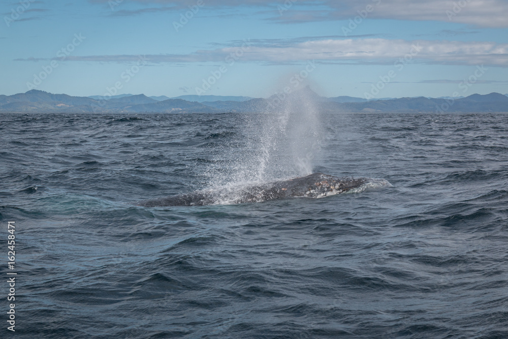 Fototapeta premium Humpback whale breathing at the surface in Australia