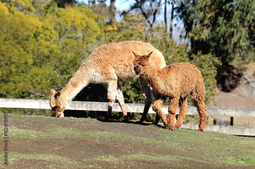 Suri Alpaca photo