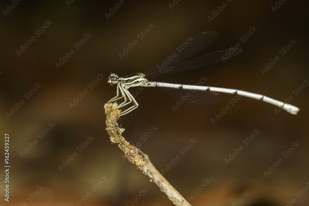 Image of a dragonfly (Amphipterygidae) on nature background. Insect Animal Image of a dragonfly (Amphipterygidae) on nature background. Insect Animal