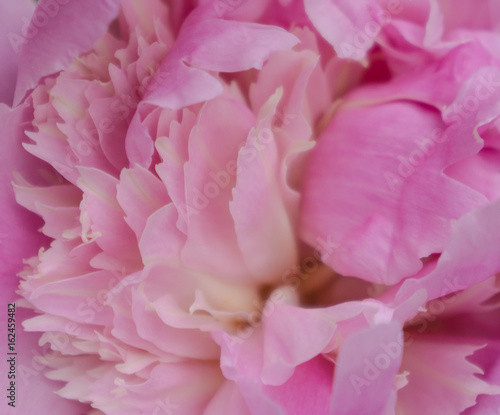 close up of pink peony petals  macro photograph   