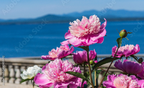 pink peonies in the garden with the lake and mountains in the far distance 
