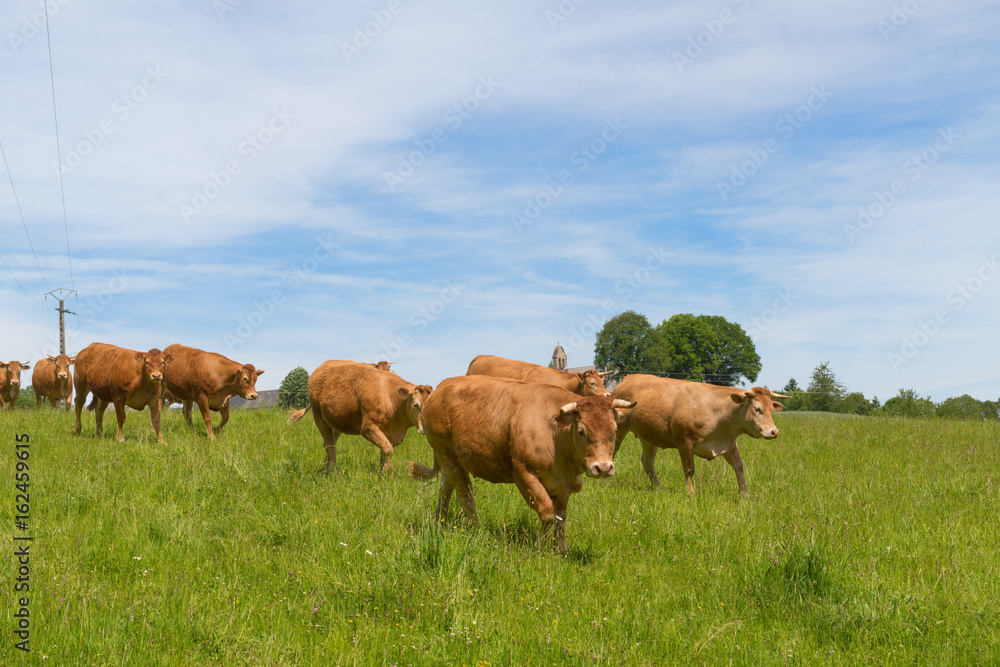 Limousin cows in France