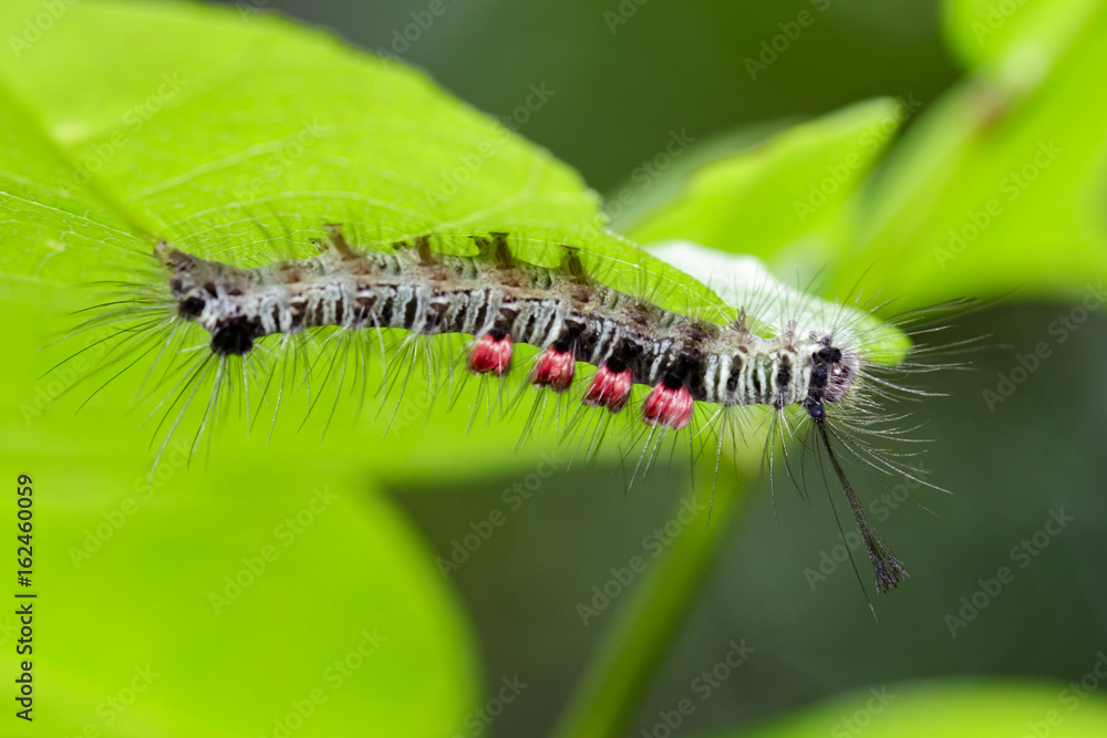 Fototapeta premium Image of a caterpillar bug on green leaves. Insect Animal