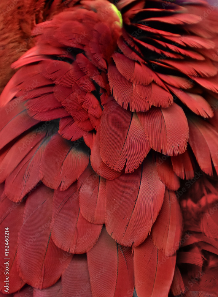 Fototapeta premium Red Macaw Feathers