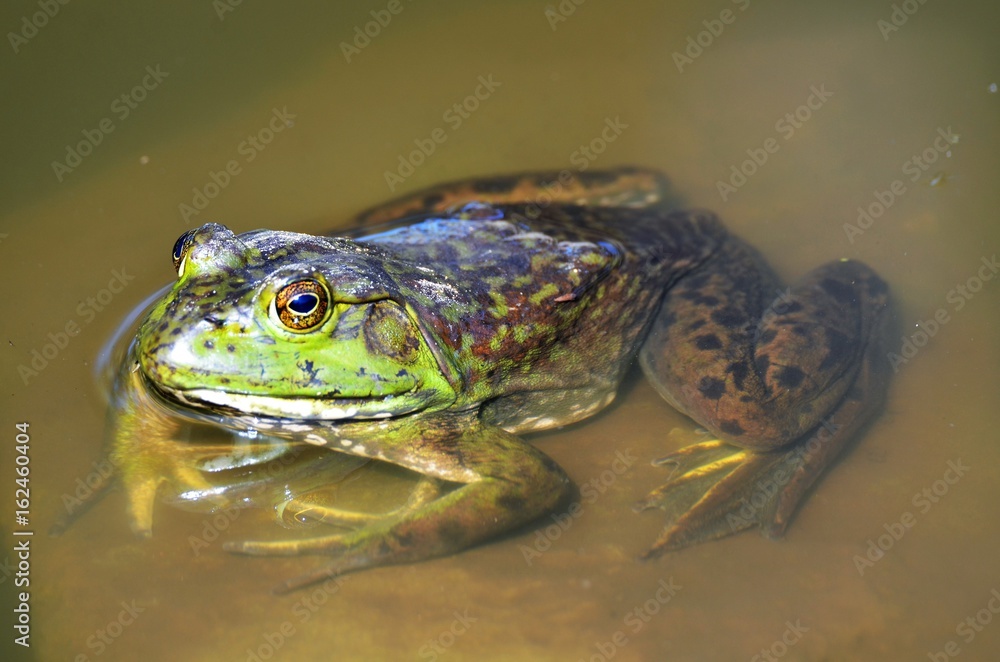 Obraz premium Bull Frog