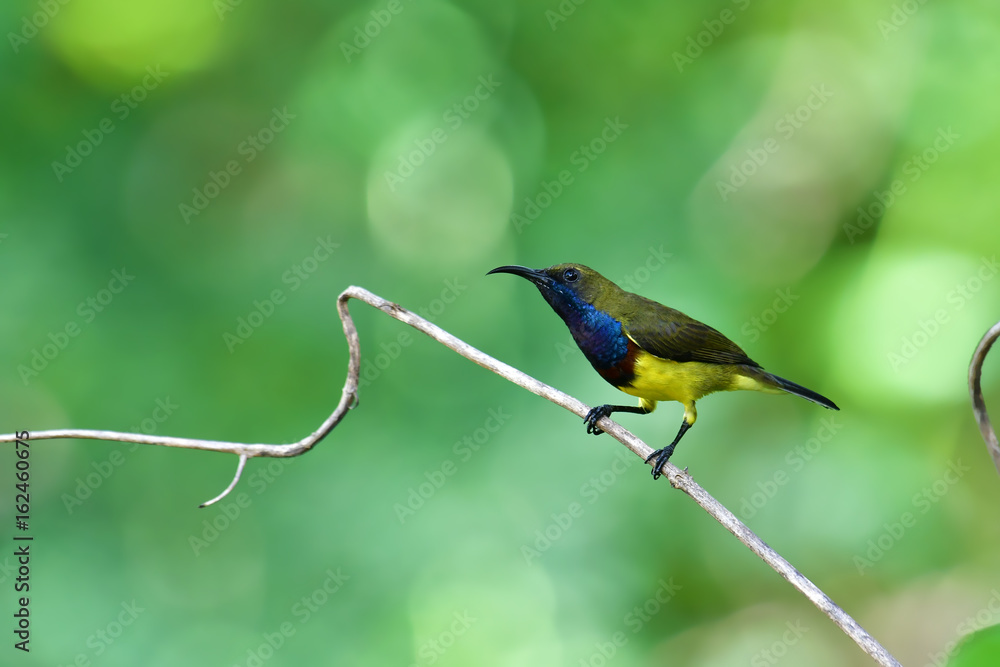 Olive-backed Sunbird bird