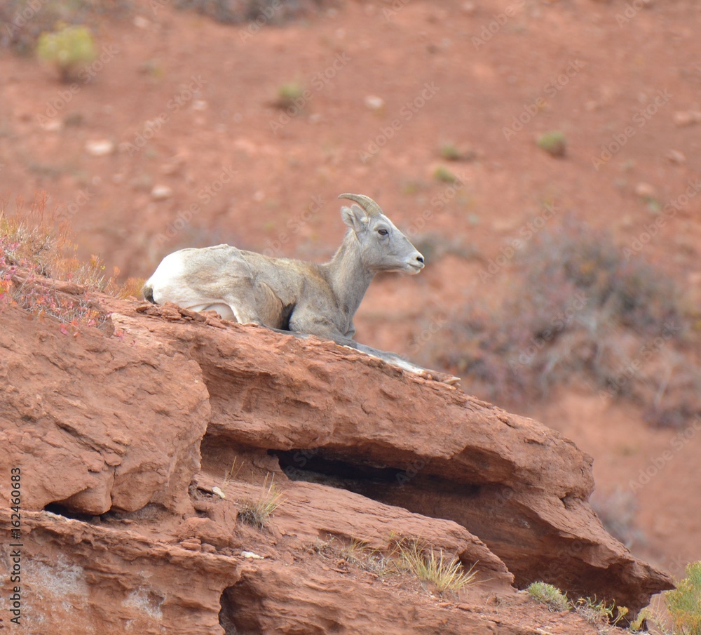 Mountain Sheep