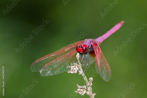 Image of a dragonfly (Trithemis aurora) on nature background. Insect Animal © yod67