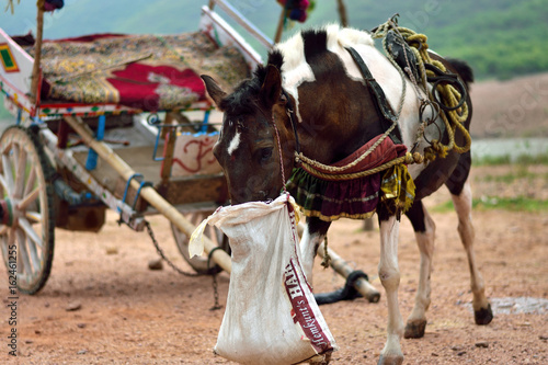 Horse With Cart © Amrendra