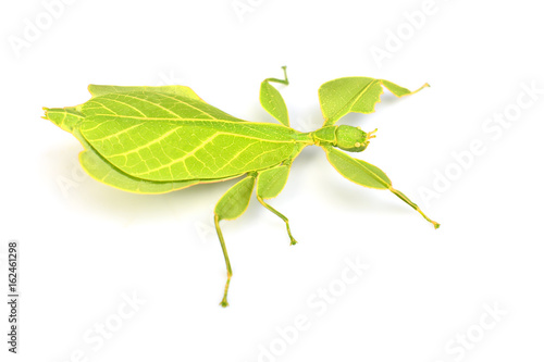 Leaf insect or walking leave