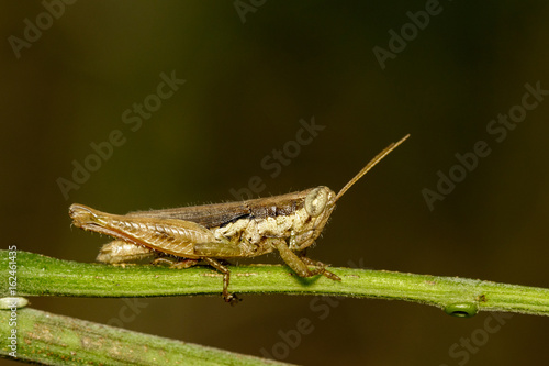 Image of a Brown grasshopper (Hieroglyphus banian) on nature background. Insect Animal