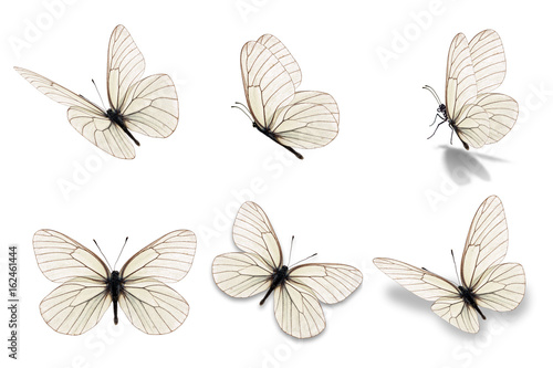 six white butterfly
