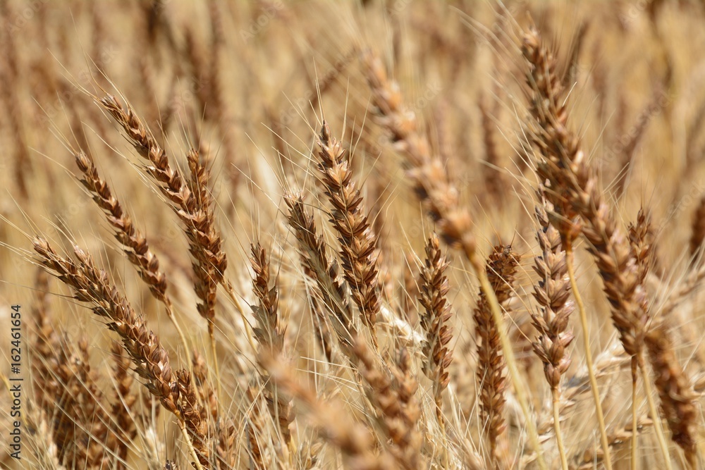 麦秋(Wheat field in early summer) 麦秋(Wheat field in early summer)