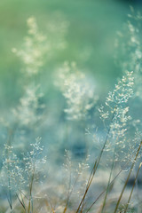 summer and spring  template herbal background In gently blue And light green blurred tones. Summer and spring nature background 