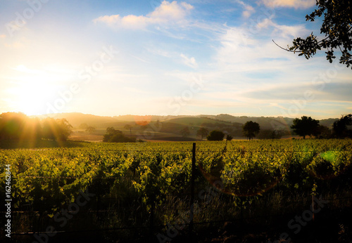 California Vineyard Sunset