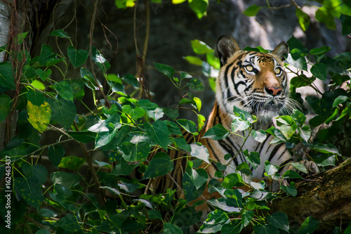 Portrait of a Royal Bengal tiger Camouflage near timber and looking something on  tree