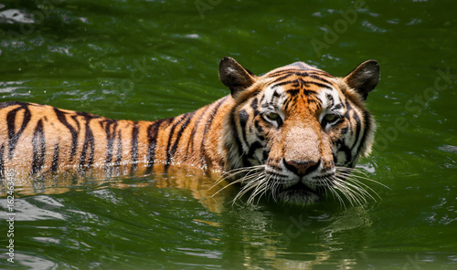 Large bengal tiger  that swimming in the pond find food and fish