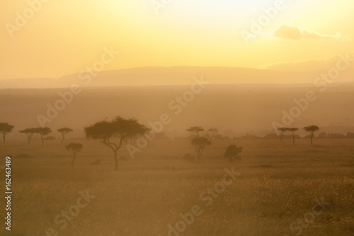 Beautiful Foggy Sunrise in Savanna grassland Ecosystem  The Maasai Mara National Reserve  Kenya  Africa