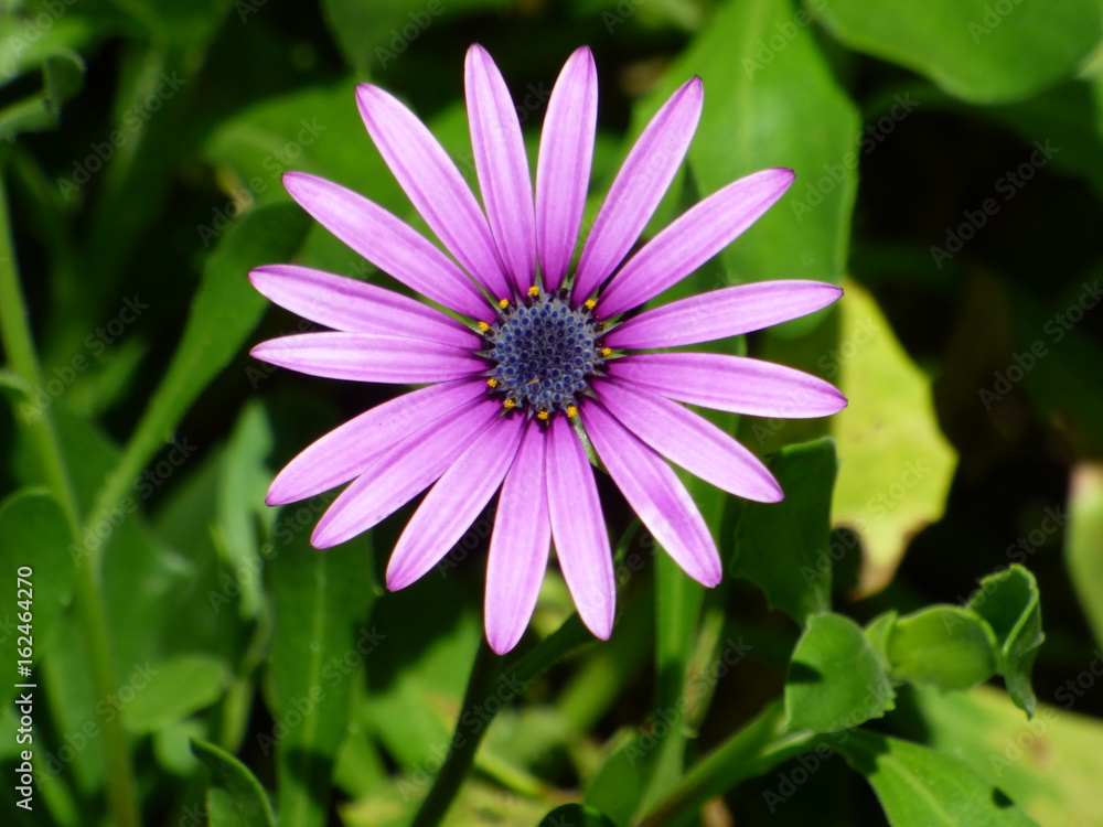 Fototapeta premium Daisies