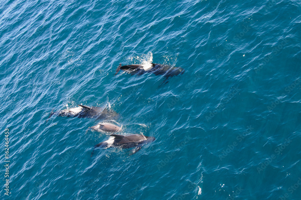 Obraz premium Long-finned Pilot Whales