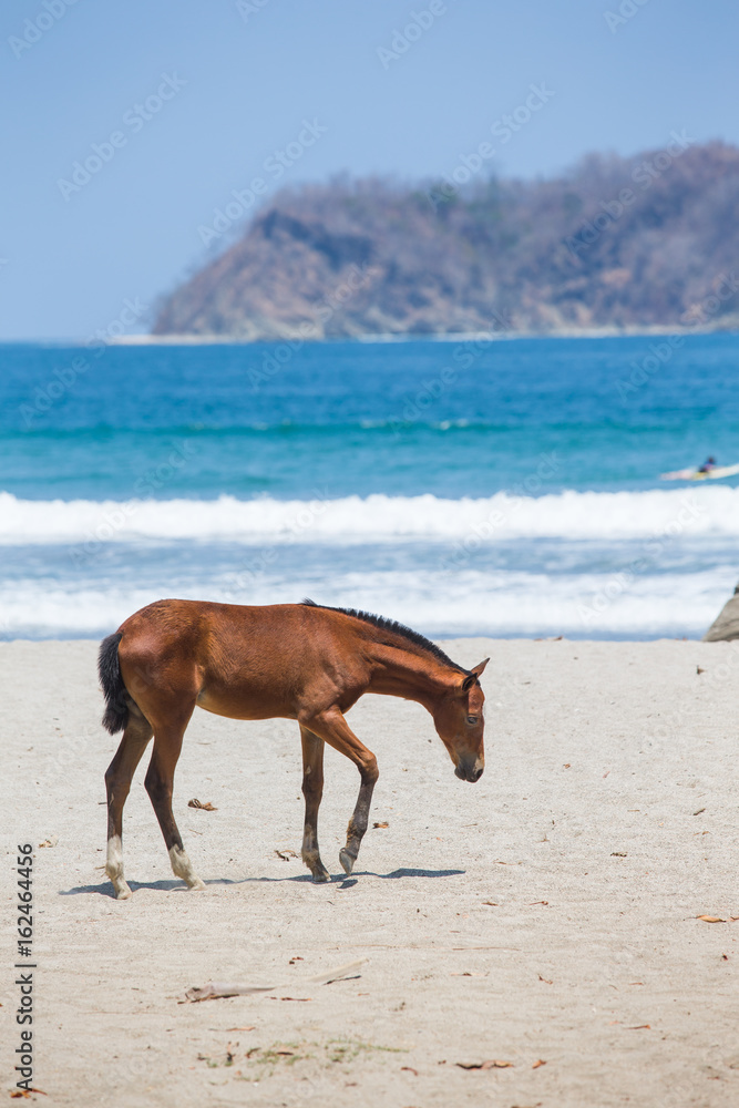 Horse on the Beach in Samara, Costa Rica