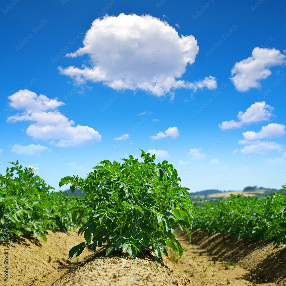  Green field of potato crops and blue sky with clouds.