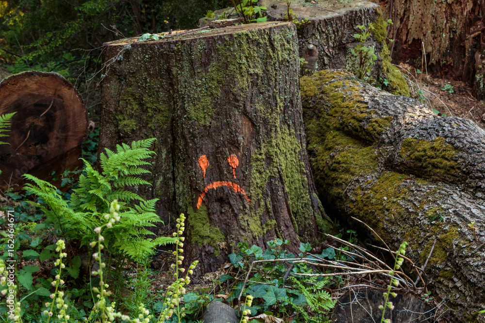 Photo of sad stump at Stanley Park, Vancouver, BC Photo of sad stump at Stanley Park, Vancouver, BC