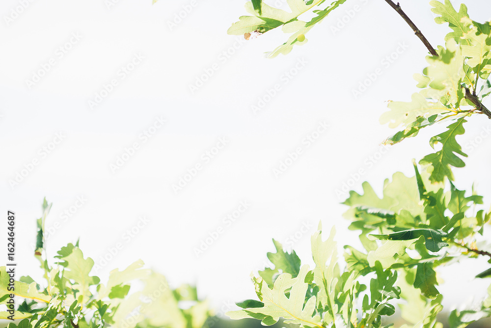 bright sun shines through oak leaves. Natural background bright sun shines through oak leaves. Natural background