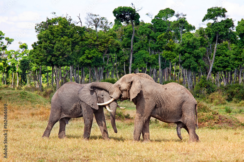 Fototapeta premium Fighting african elephant in The Maasai Mara National Reserve, Kenya