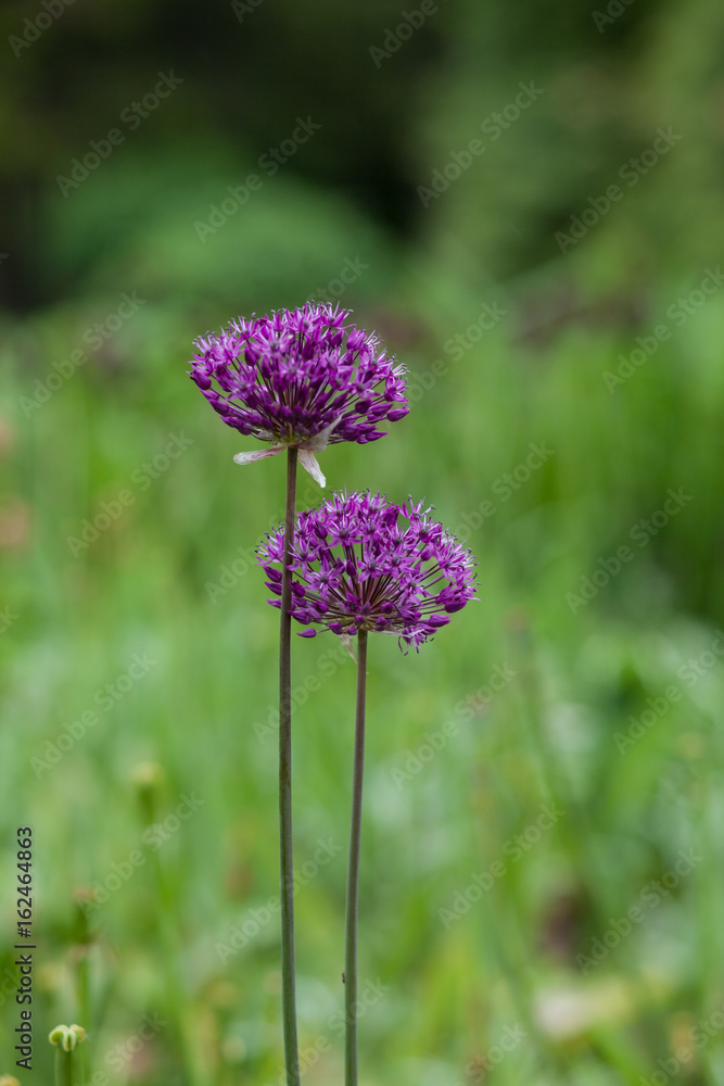 Allium, decorative onion bloom. Allium, decorative onion bloom.